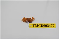 藏品(衛氏毛帶蟹)的圖片